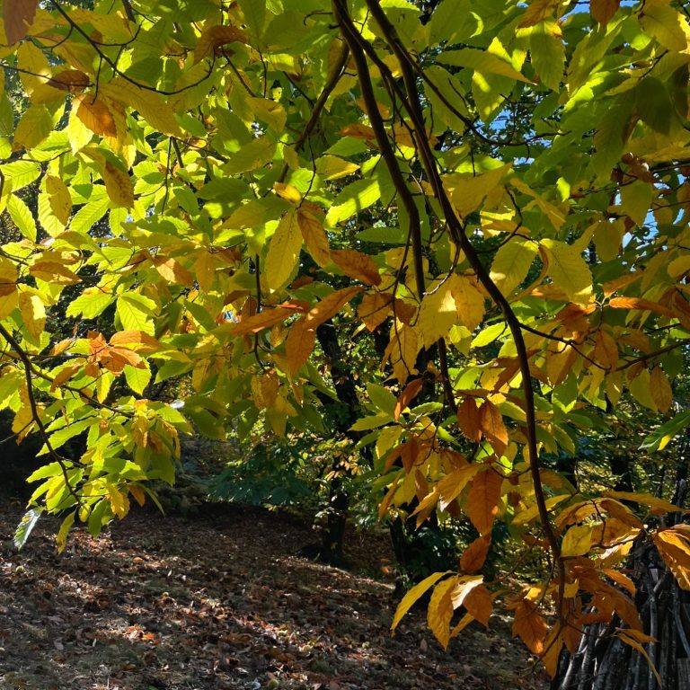 rando cévennes Feuilles vertes et jaunes, illuminées par le soleil, près du sol dans une forêt.
