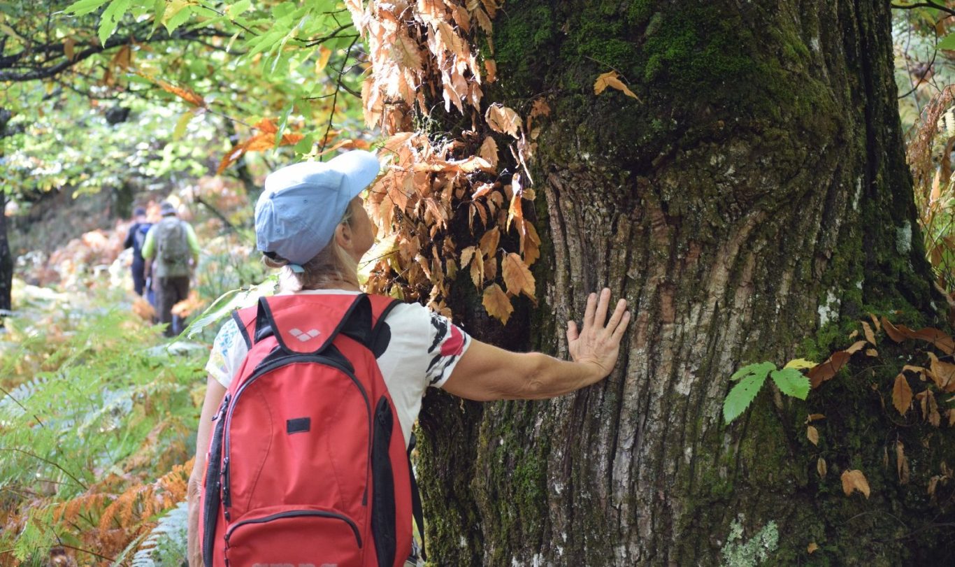 guide rando cévennes Pelouse verdoyante entourée d'arbres sur une colline.